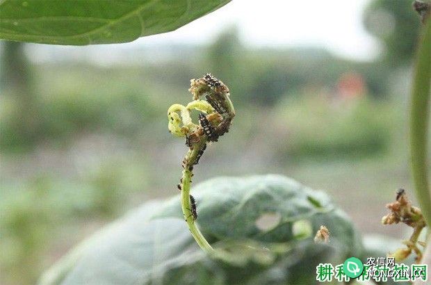 种豌豆如何防治豆蚜