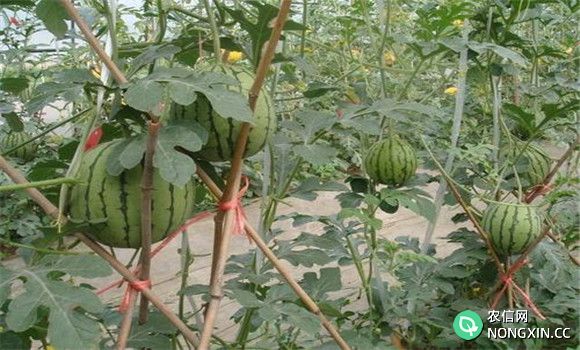 西瓜的支架栽培方式