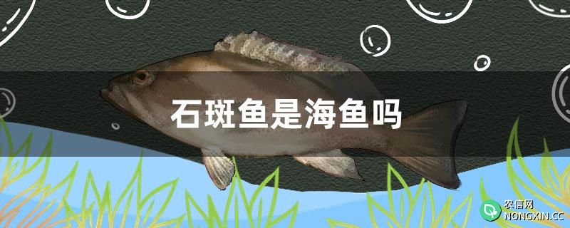 石斑鱼是海鱼吗