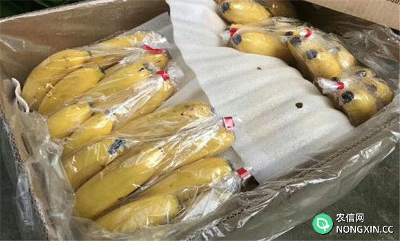 香蕉低温冷藏法