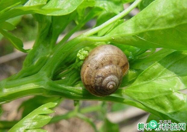 种大白菜如何防治灰巴蜗牛
