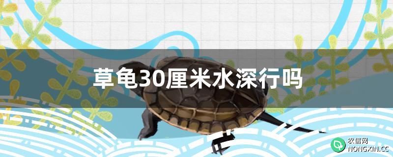 草龟30厘米水深行吗