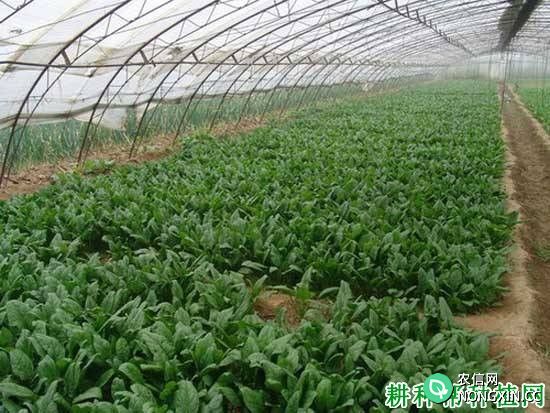 种植越冬菠菜如何施肥
