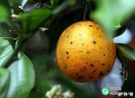 柑橘黑斑病如何防治柑橘黑斑病用什么药最好