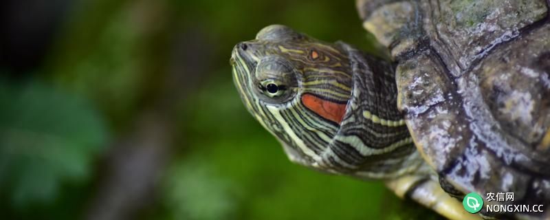 巴西龟怎么繁殖，繁殖后怎么孵化