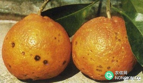 柑橘黑斑病如何防治柑橘黑斑病用什么药最好