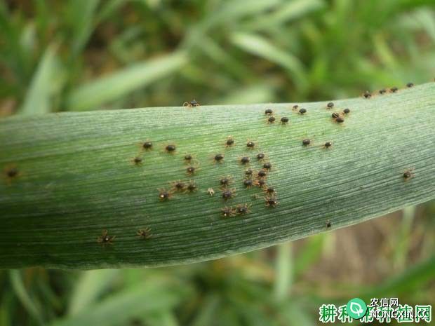 种植小麦如何防治麦圆蜘蛛