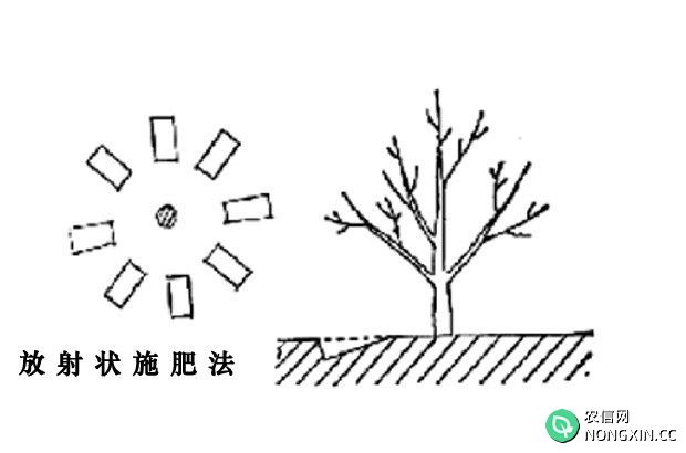 李子树一年施几次肥