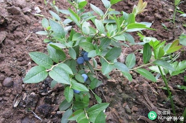蓝莓树苗什么时候种植好
