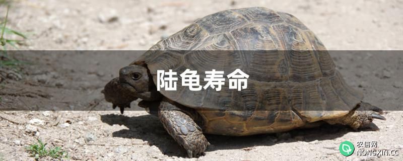 陆龟寿命有多长