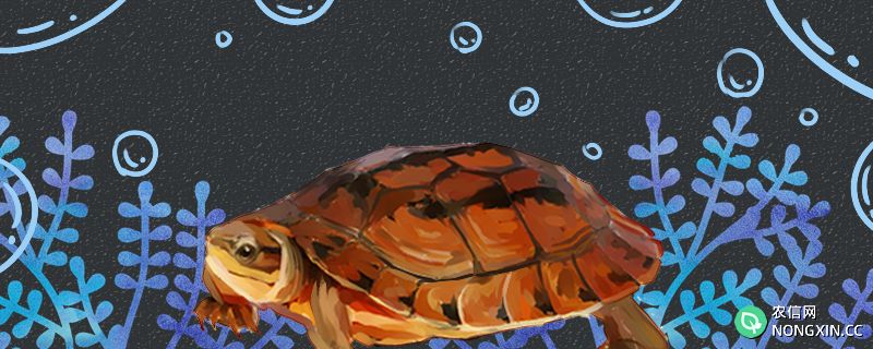 三线闭壳龟是半水龟吗，水深多少合适