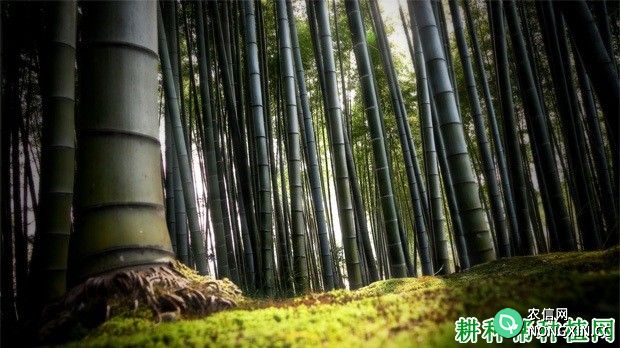 竹子生长在我国什么地方