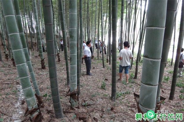 竹子生长在我国什么地方