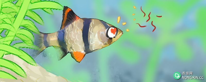 虎皮鱼是热带鱼吗，养殖注意事项有哪些