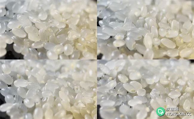 现在吃的大米是杂交稻吗