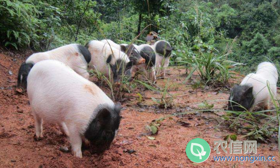 巴马香猪的五大特点，好饲养，肉更香