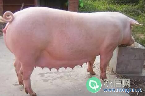 猪为什么患球虫病，养猪场怎么预防猪球虫病