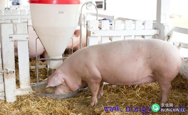怎样养好母猪，让母猪能生出更多的仔猪