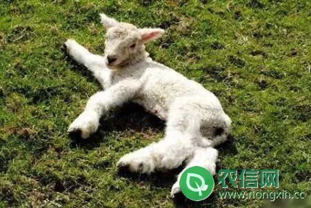 羊羔瘫软是什么原因，治羊羔瘫软的土办法