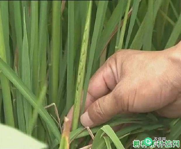 水稻的营养生长生殖生长并进阶段有什么特点