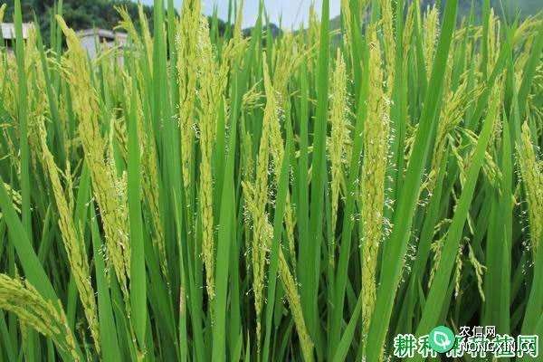 水稻的营养生长生殖生长并进阶段有什么特点