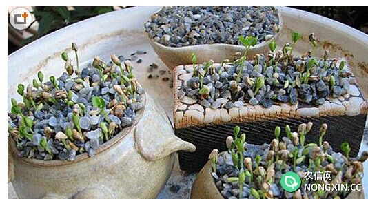 石榴种植方法