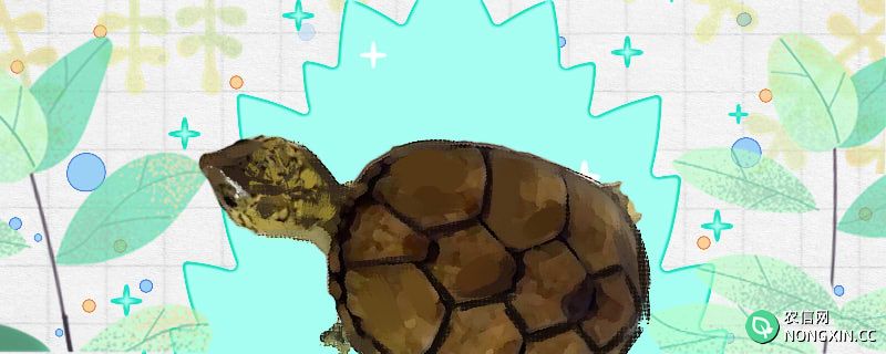 东方泥龟好养吗，怎么养