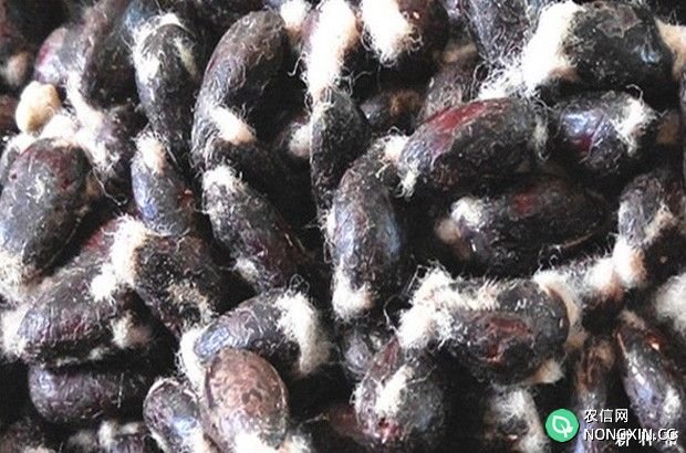 棉花籽的功效与作用是什么
