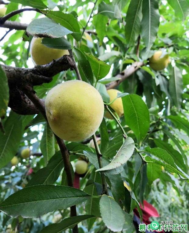 桃树有什么特点 为什么要种桃树