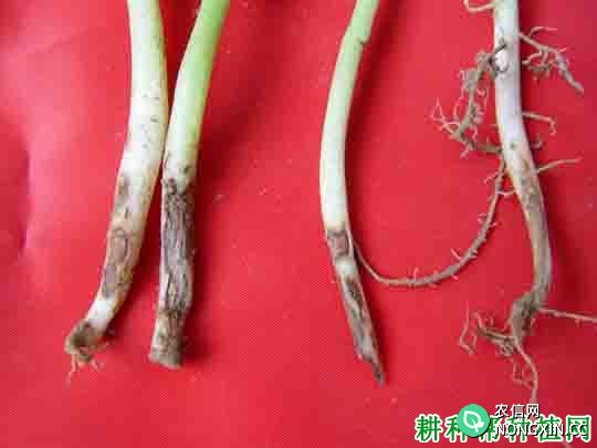 四季豆茎基腐病如何防治