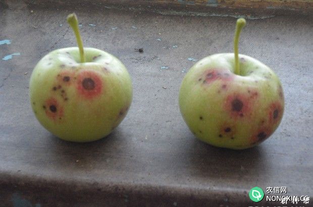 苹果炭疽病用什么药防治附图片