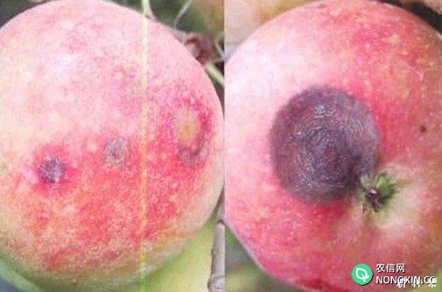 苹果炭疽病用什么药防治附图片