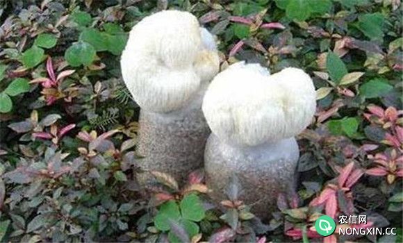 猴头菇菌丝体生长阶段的管理