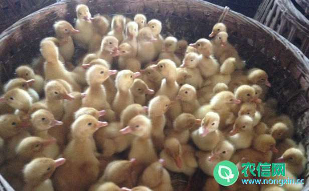 如何提高种蛋孵化率，养鸭人必看的种蛋孵化法(1)