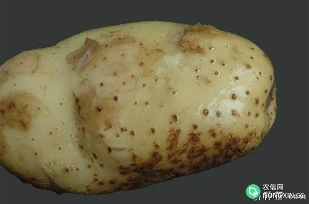 马铃薯粉痂病如何防治