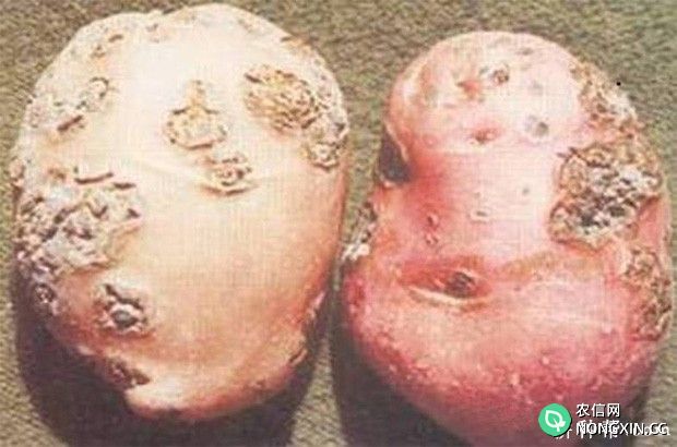 马铃薯粉痂病如何防治