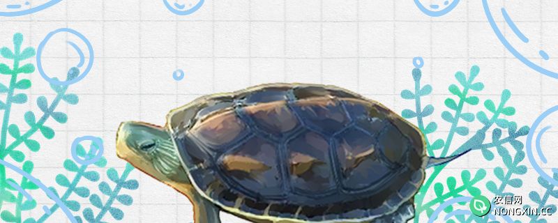 中华花龟是陆龟还是水龟，水深多少合适