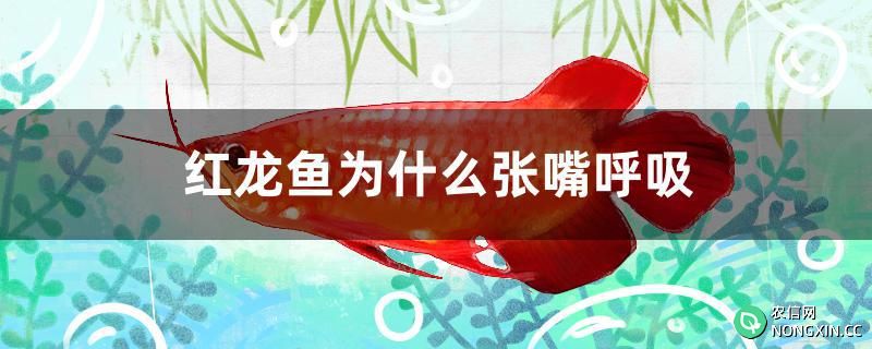 红龙鱼为什么张嘴呼吸