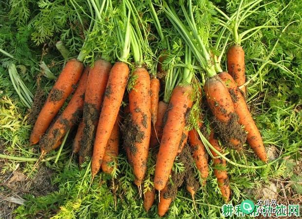 胡萝卜怎么施肥 用什么肥料好