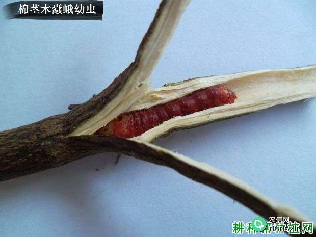 种棉花如何防治棉茎木蠹蛾