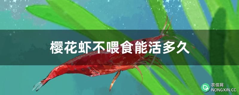 樱花虾不喂食能活多久