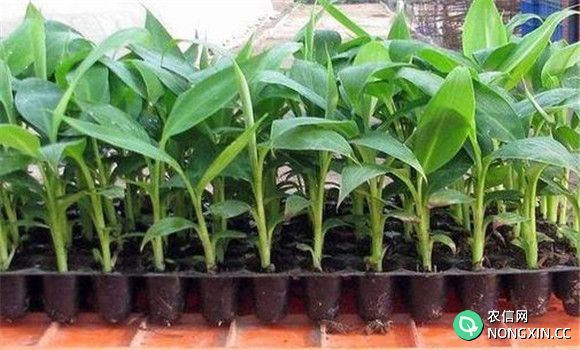 香蕉的育苗与定植