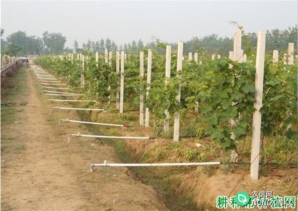 种植红地球葡萄如何搭架 一亩地需要多少根水泥柱