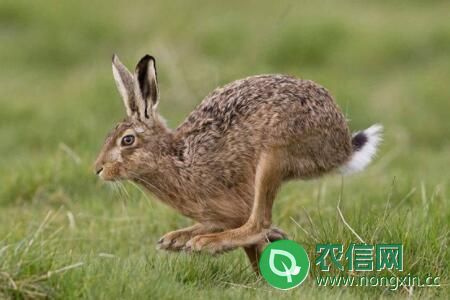 兔子品种之比利时兔，头部如马头（俗称“马兔”）
