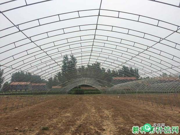 大棚种植草莓如何改善土壤