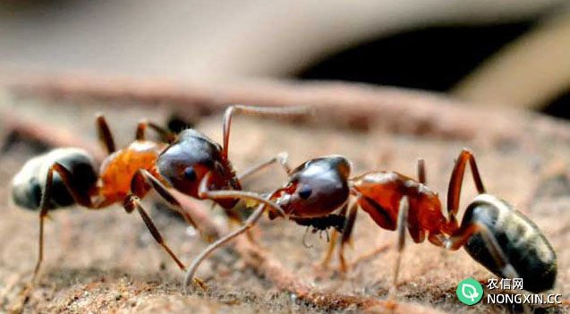 白蚁和蚂蚁有什么区别