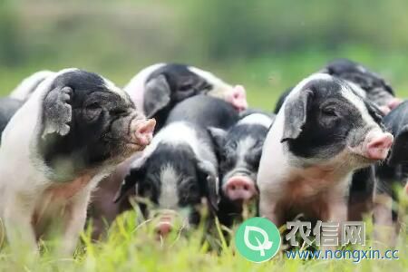 猪的正常体温是多少度？