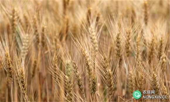小麦在完熟期收获为什么会减产
