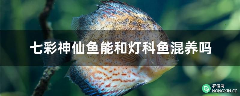 七彩神仙鱼能和灯科鱼混养吗