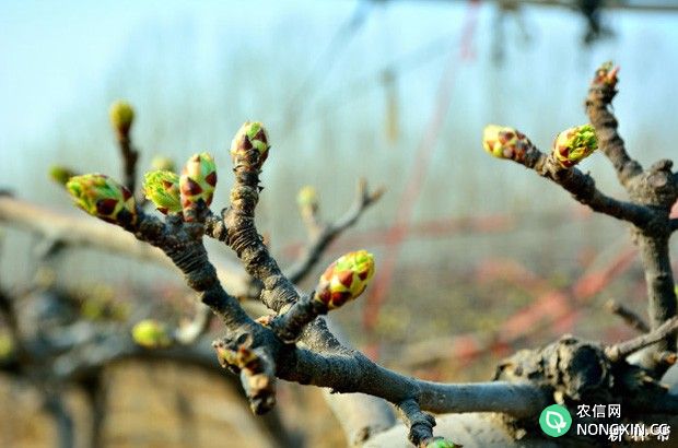 梨树的枝芽生长习性是怎么样